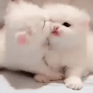 🦋 kitten, cat, cute, white, fluffy, adorable, animal telegram sticker