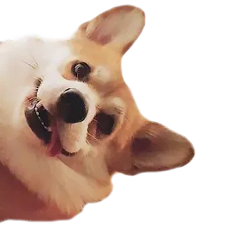 😛 perro, corgi, animal, mascota, lindo whatsapp sticker