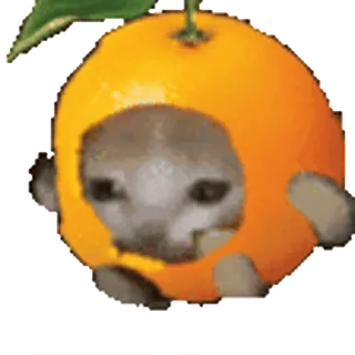 🍊 оранжевый, тюлень, животное, фрукт, смешной, милый, мем telegram sticker