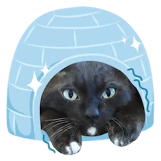 😐 Katze, Iglu, Tier, Haustier, Winter, süß, kawaii telegram sticker