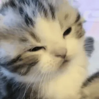 😢 猫, 子猫, 動物, かわいい, ペット, ネコ科, 家畜 telegram sticker