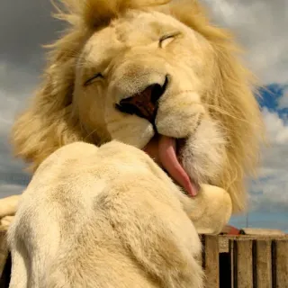 🦁 leão, branco, lambendo, animal, gato, mamífero, vida selvagem telegram sticker
