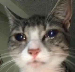 😭 cat, pet, animal, domestic cat, mammal whatsapp sticker