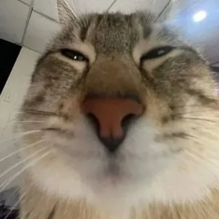 😮‍💨 cat, pet, animal, close-up, domestic cat, mammal whatsapp sticker