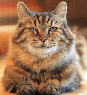😕 gato, animal doméstico, felino, animal de estimação, mamífero, animal whatsapp sticker