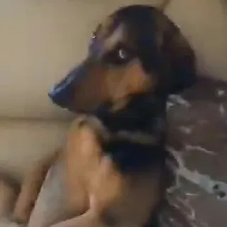 🐶 Hund, Tier, Haustier, braun, Couch, süß whatsapp sticker