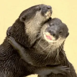 🤗 otter, animal, hug, cute, affection, friendship telegram sticker
