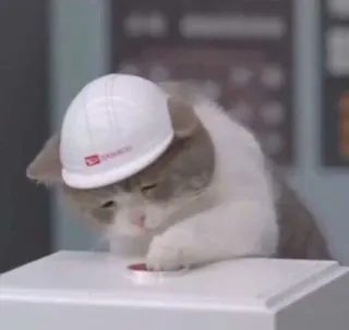 😢 кот, каска, безопасность, кнопка, животное, милый telegram sticker