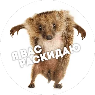 😡 Я ВАС РАСКИДАЮ hérisson, animal, drôle, mignon telegram sticker