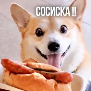 🌭 СОСИСКА !! หมา, คอร์กี้, ไส้กรอก, ฮอทดอก, อาหาร, สัตว์ telegram sticker