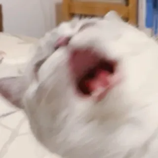 🥵 cat, animal, pet, mammal whatsapp sticker
