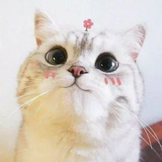 😊 Katze, süß, Tier, Haustier, Blume, kawaii telegram sticker