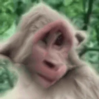 🌟 macaco, animal, macaco, mamífero, vida selvagem, natureza telegram sticker