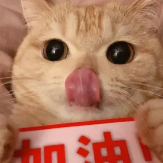 😻♡Cats Cute♡😻 whatsapp stickers