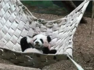 🤐 Panda, Rede, Animal, Fofo, Urso, Relaxado, Preguiçoso telegram sticker
