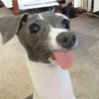 😋 dog, italian greyhound, animal, pet, tongue, cute telegram sticker