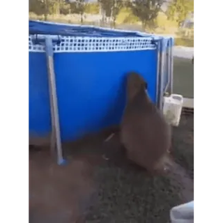 🏊 capybara, piscine, animal, rongeur, drôle, extérieur whatsapp sticker