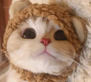 😺 gato, gatinho, fofo, animal, leão, animal de estimação whatsapp sticker