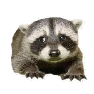 👶 raccoon, cute, animal, wildlife, mammal telegram sticker