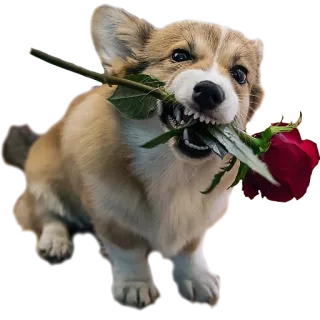 🌹 perro, corgi, cachorro, rosa, flor, amor, san valentín whatsapp sticker