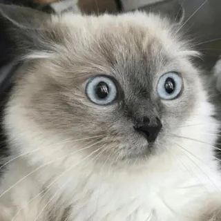 😳 猫, ショック, びっくり, 動物, かわいい, ペット telegram sticker