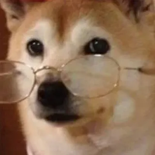🧐 dog, glasses, pet, cute, animal telegram sticker
