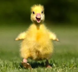 🌟 patito, pájaro, lindo, animal, amarillo, bebé pato, hierba telegram sticker