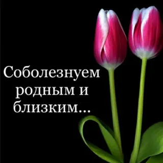 🕯️ Соболезнуем родным и близким... Beileid, Mitgefühl, Blumen, Tulpen, Trauer, Leid telegram sticker