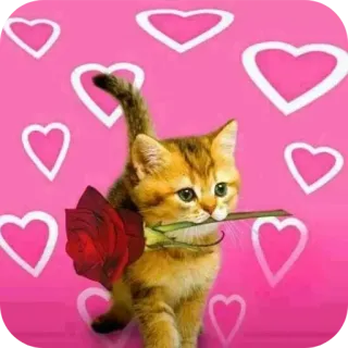 🐱 telegram sticker