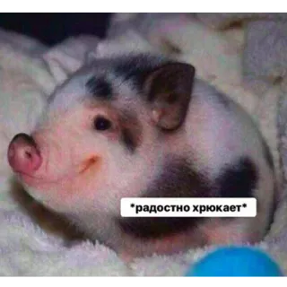 ☺️ радостно хрюкает prosiaczek, zwierzę, słodki, szczęśliwy, mały, zwierzak, farma telegram sticker