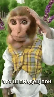 🐒 это ш пиздец пон 猿, 動物, 攻撃的, ロシア, 失礼 whatsapp sticker