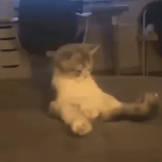 🤗 Katze, lustige Katze, Tier, süß, Haustier whatsapp sticker