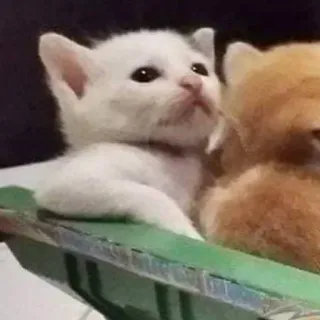 😎 猫, 小猫, 动物, 白猫, 可爱, 宠物 telegram sticker