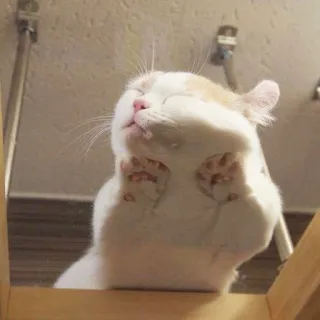 🍑 cat, animal, cute, pet, kitten, glass, funny, adorable telegram sticker
