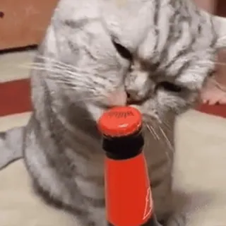 😋 кот, пиво, бутылка, животное, напиток telegram sticker