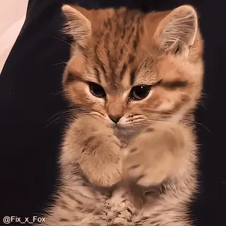 👋 @Fix_x_Fox gatito, lindo, gato, animal, mascota, adorable, felino whatsapp sticker