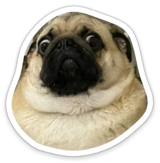 😳 pug, dog, animal, meme, funny, cute telegram sticker