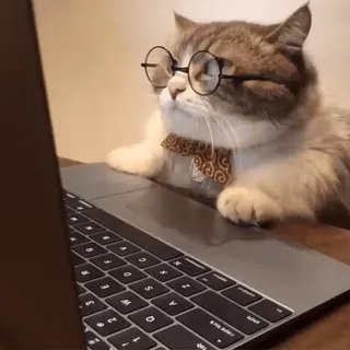 😽 кот, очки, компьютер, ноутбук, галстук-бабочка, чтение, умный whatsapp sticker
