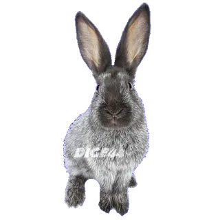 🐰 DIGE4all rabbit, grey rabbit, domestic animal, animal telegram sticker