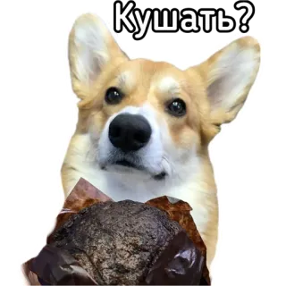 🍽 Кушать? hond, corgi, eten, muffin, vraag, schattig, dier telegram sticker
