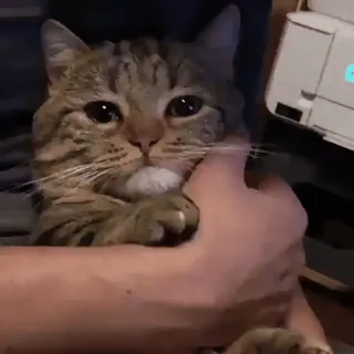 ❤️ 猫, ペット, 動物, 可愛い, 縞模様, 飼い猫 telegram sticker