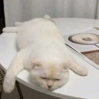 Cat , By : @ZzZzBB whatsapp stickers