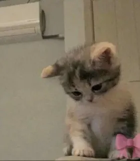 😢 子猫, 猫, 可愛い, 動物, ペット, リボン telegram sticker