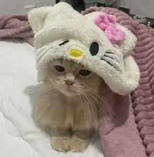 🤔 Hello Kitty gato, gatito, animal, mascota, lindo, sombrero, Hello Kitty whatsapp sticker