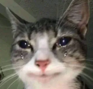 😧 cat, crying, sad, tears, animal, meme, pet, kitty telegram sticker