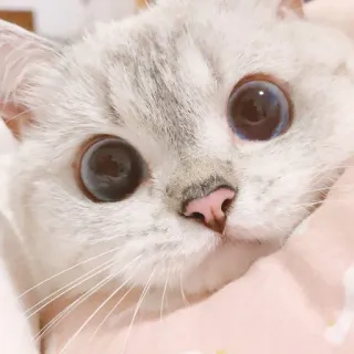 🐈 猫, 動物, ペット, かわいい, ネコ科, 子猫 whatsapp sticker