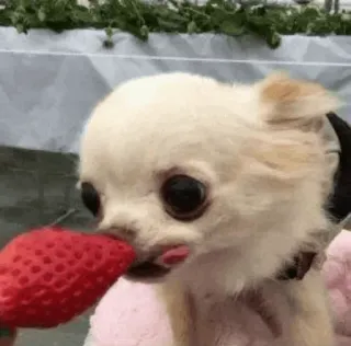 🐱 anjing, chihuahua, stroberi, lucu, hewan peliharaan, binatang telegram sticker