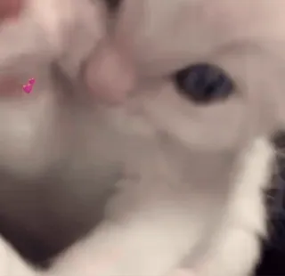 💗 telegram sticker