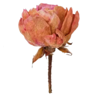 🥀 ดอกไม้, กุหลาบ, อบแห้ง, ธรรมชาติ, พืช, บาน telegram sticker
