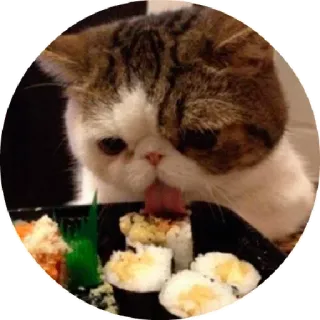 🍣 chat, sushi, nourriture, animal, mignon, animal de compagnie telegram sticker